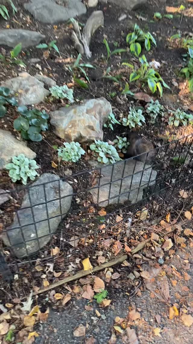 The Squirrel Saga. 

Ik was overduidelijk nog in awe van de vele eekhoorns op m'n eerste dag New York. 😄😍

#forttryonpark #themetcloisters #newyork #squirrelwhisperer