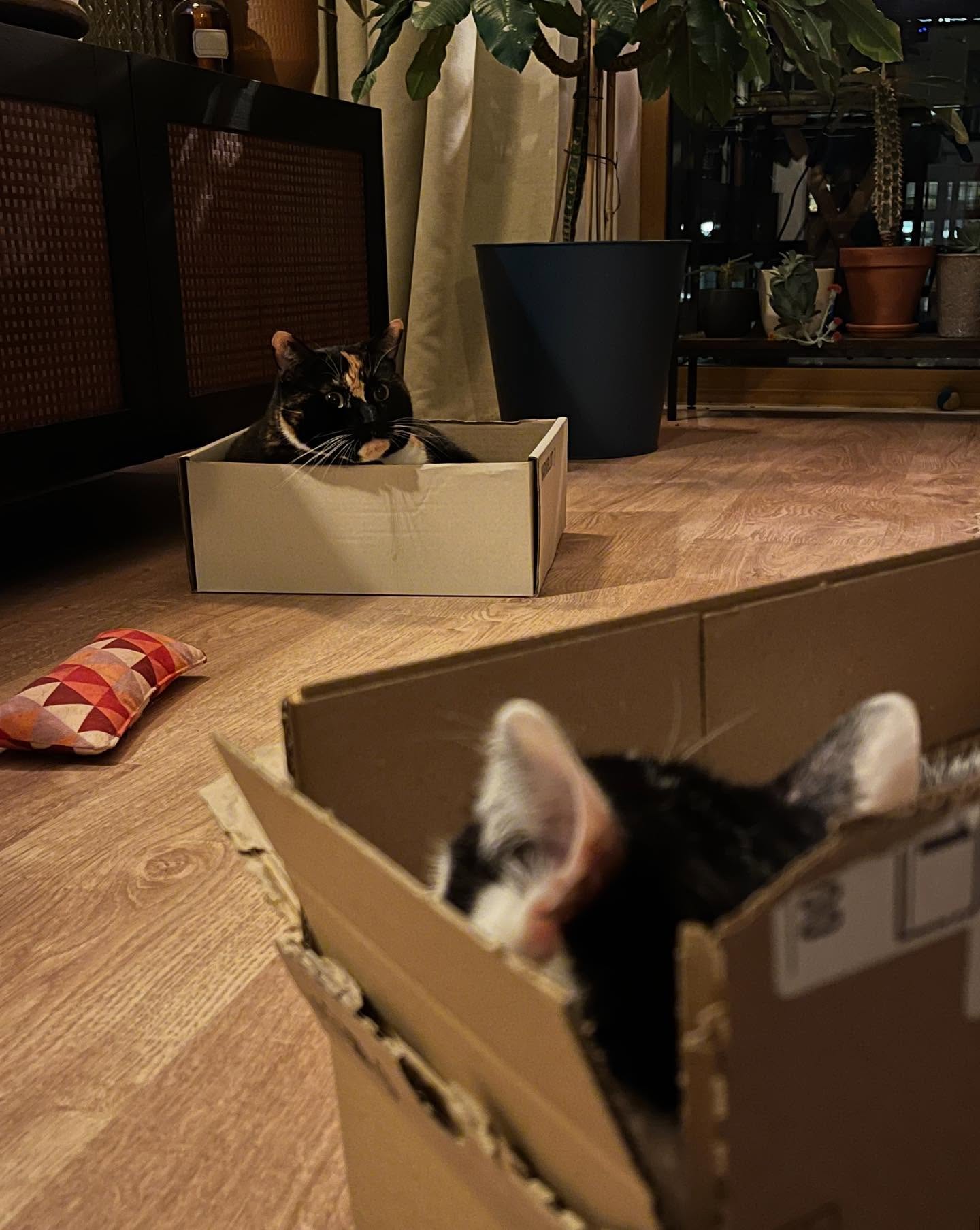 Stelletje dozen. 📦📦

#catsinboxes #ififitsisits #kitties #softkittywarmkittylittleballoffurhappykittysleepykittypurrpurrpurr