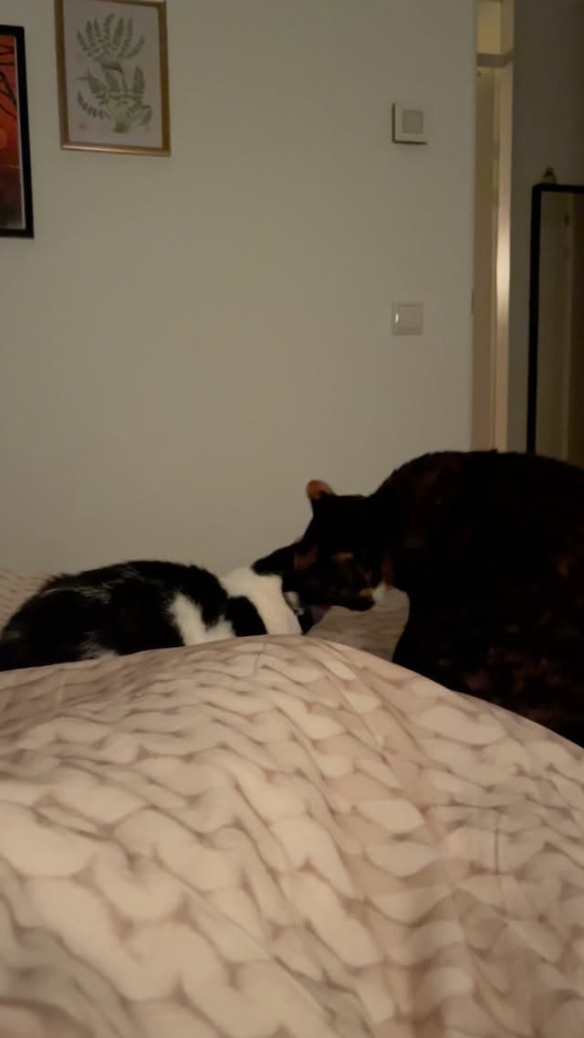 Sisterly love... and of course a little bit of dominance 😽

#catsgrooming #kittykisses #myloves