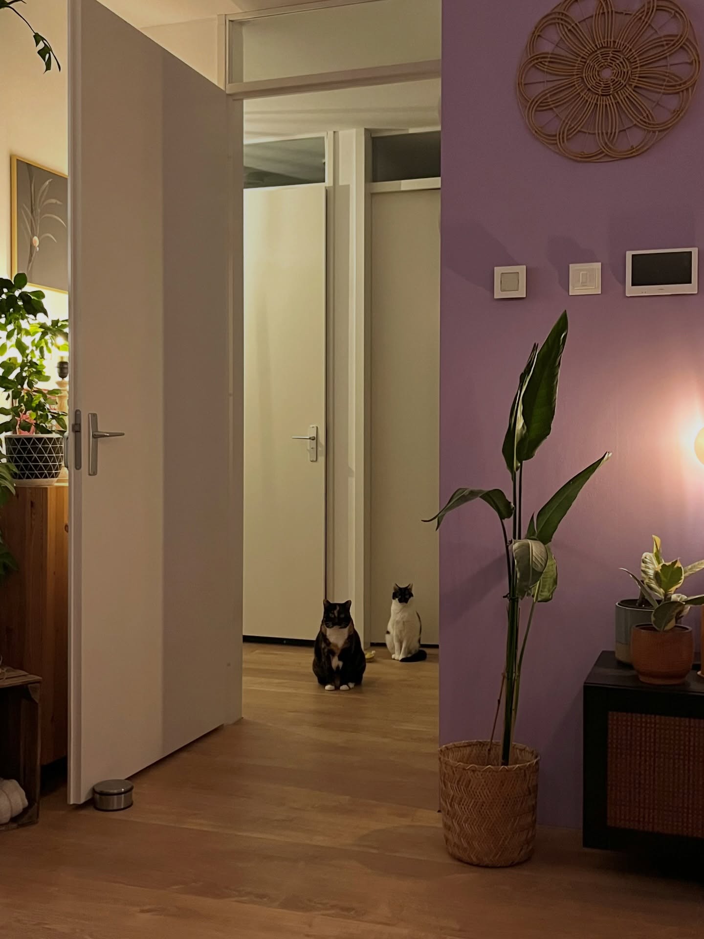 Should I be scared?

#spyingkitty #lookin #schemin #softkittywarmkittylittleballoffurhappykittysleepykittypurrpurrpurr