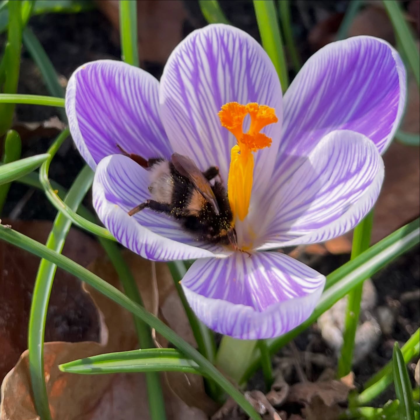 Yes. 🐝💜

#bumblebee #bumblebeebutt #bumblebeetuna #crocus