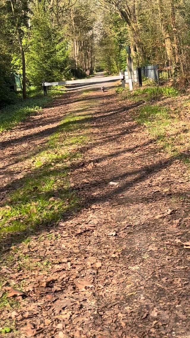 Made a new friend today. 🥺🥰

#catfriend #stalker #mainecoon #forest