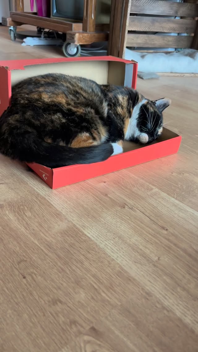 If the shoe fits, so does the box. Polly! 😍

#catsinboxes #ififitsisits #conversedcat #kitty #catlife