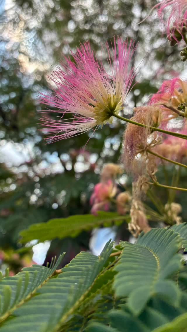 Deze fluffy beauty weleens gezien? 😍 Als je de geur van deze bloemen inhaleert, zou je zo in slaap vallen en de meest kleurrijke dromen hebben. 🫠😴 Ik snap de Nederlandse naam dan ook wel, als ik er mijn spin aan mag geven: Perzische Slaapboom... of Albizia julibrissin. Nog een weekje gok ik, dan waaien deze fluffers weer door. 🌬️🌸

#Albiziajulibrissin #Albizia #fragrantflowers #fragrant #trees