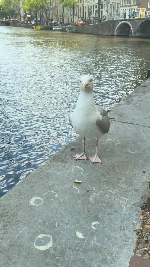 Made some friends. 🦅🍞🥒

#amsterdam #birb #hungryseagul #seagul #sandwichshare