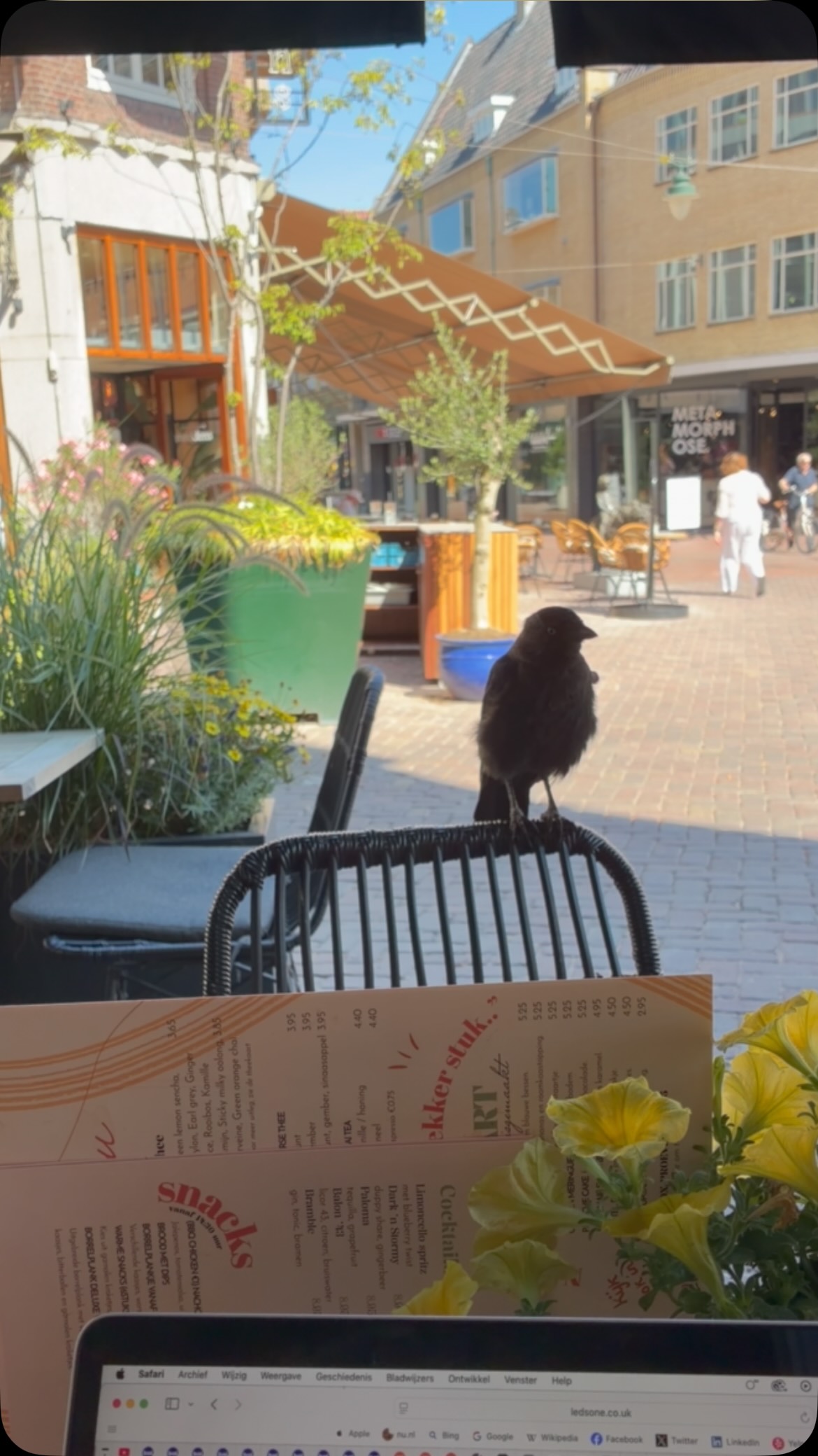 M'n date. 

#thebirds #crow #kraai #hitchcock #emotioneelgesprek