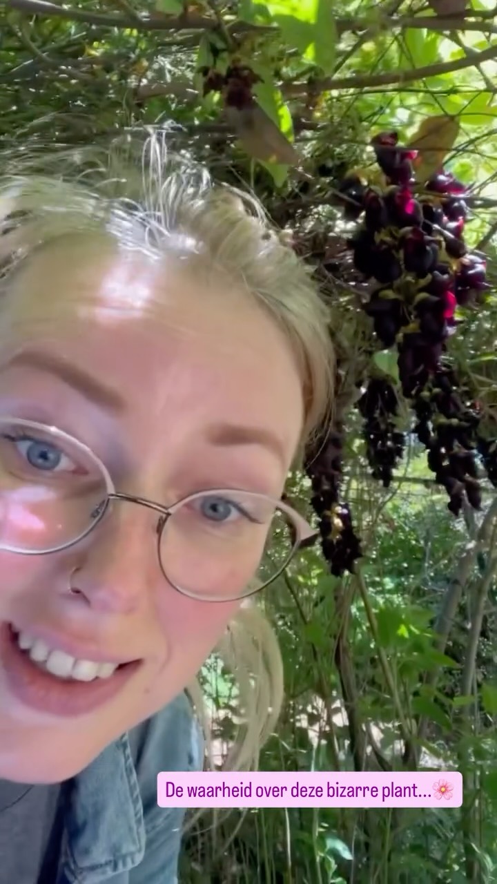 Flashback naar mei en mijn bezoek aan de botanische tuin in Nice. 🌴🌺🌞 Aangezien ik nog heeeel veel wil posten van mijn vakantie in deze belachelijk mooie stad en haar omgeving, maar verder al m'n beeld van de Jardin Botanique weg is uit mijn tel (???), deel ik nu deze stories van die dag in een reel en ga ik daarna in een hoekje huilen. Niet om de inhoud van de reel (die was onvergetelijk 😅, kijk hoe cool) maar omdat dit het enige is wat ik nog heb van dat deel van de dag (rest is er wel gewoon). Enjoy Mucuna Pruriens 🪻👃🏼🫣

#mucunapruriens #nice #jardinbotaniquedenice #botanicgarden #france