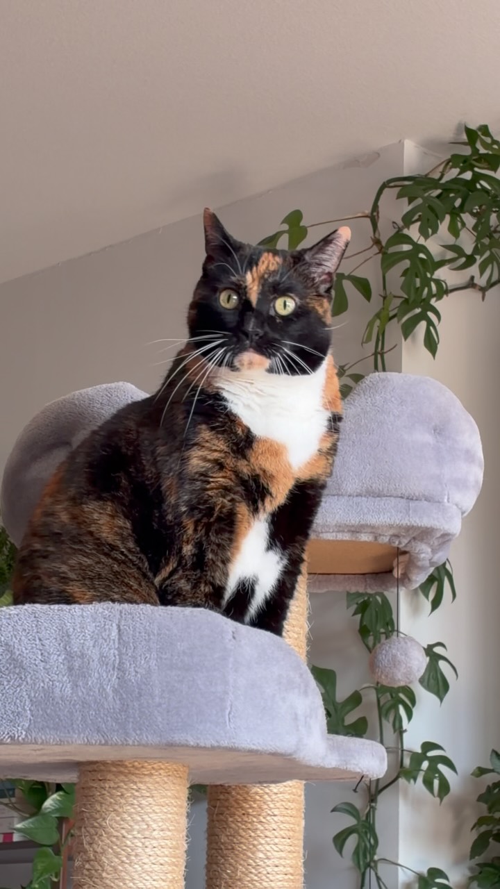 Polly for pole duty, sir! Manni... Femali... Felining the fort! Aaaand at ease!

#neverfeltmoresafe #whenwarcomes #pollyforduty #siryessir #ormaybeimjustscared