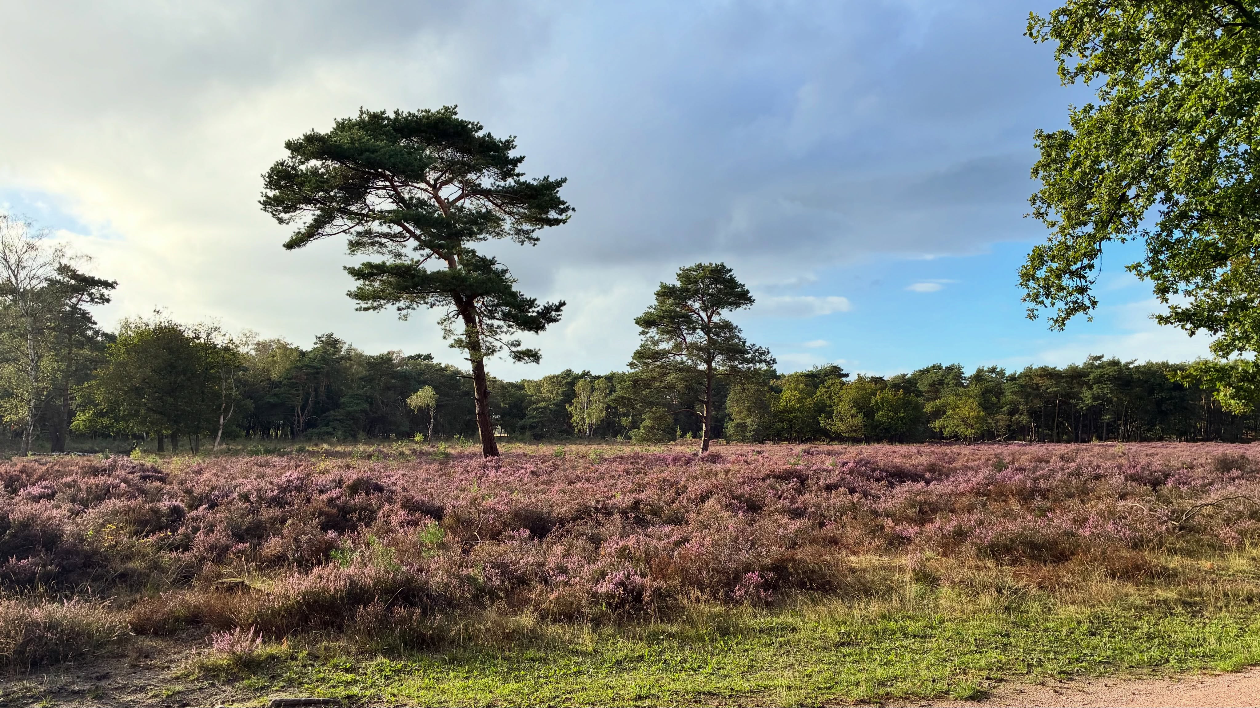 Tussen de grote druppels en zonnestralen was ik even heel diep ademhalen. ✨🌲😍

#hei #paarseheide #hilversum #bosbaden #meditatief