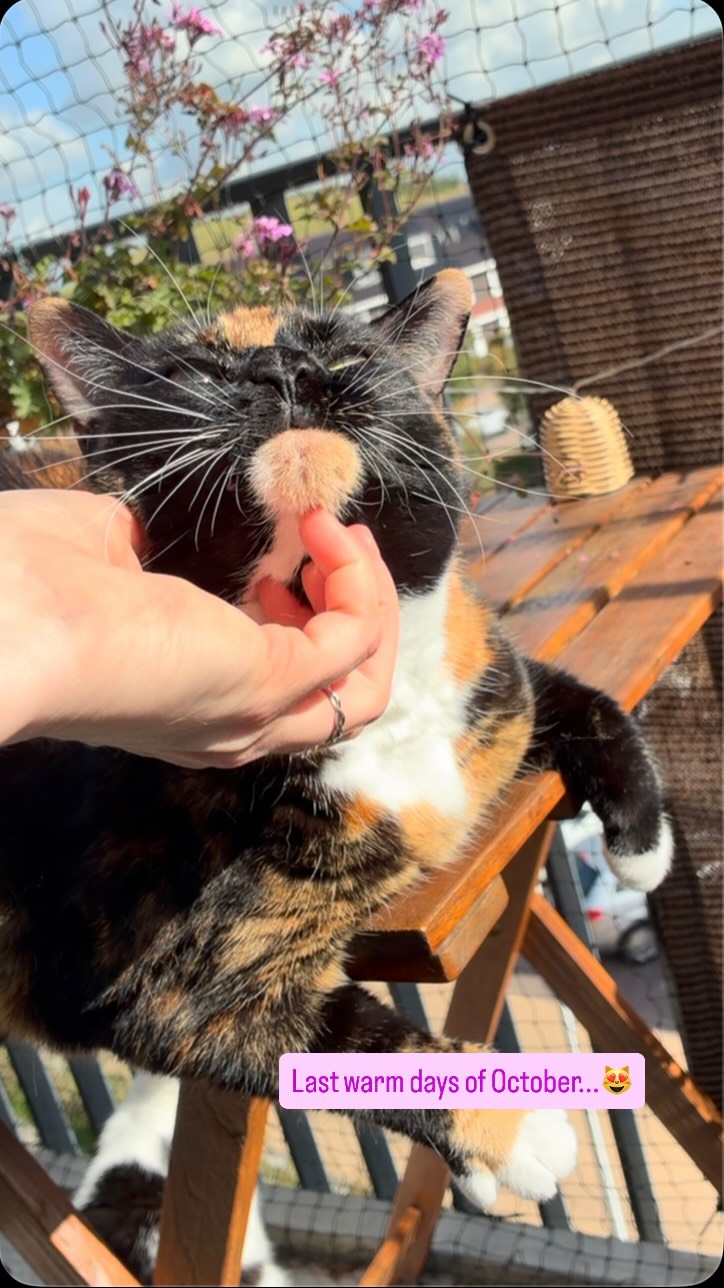 Getting every last little bit of the sunshine benefits, including chin scritches with a view. 😸☀️💕

#misspolly #sunshinekitty #octobervibes #indiansummer