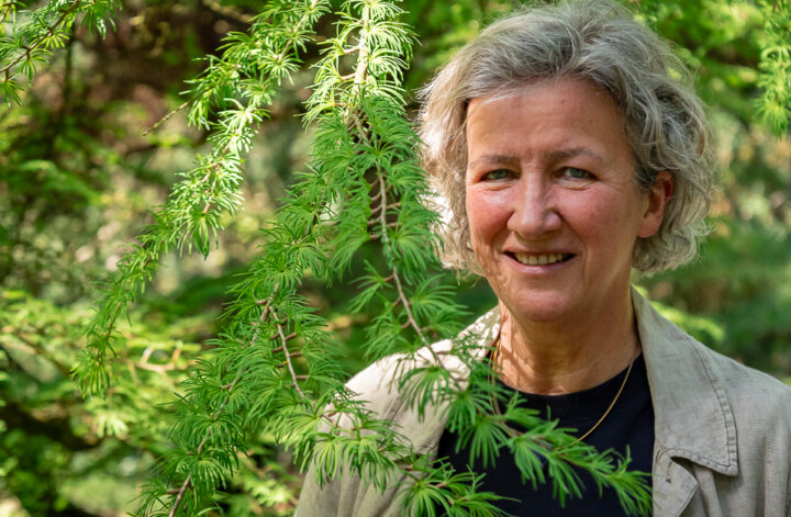 Annelies Martinot in Pinetum Blijdenstein bij haar lievelingslariks.